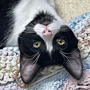 Meet your Posher, Amy